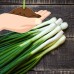 Tokyo Long White Bunching Onion Garden Seeds - 1 Oz - Non-GMO, Heirloom Vegetable Gardening & Micro Greens Seed   565499321